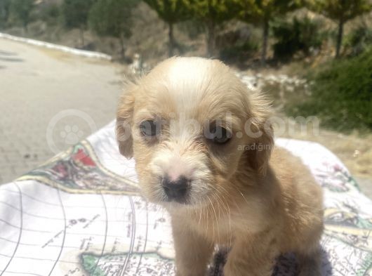 Mini Boy Maltipoo Oğlumuz