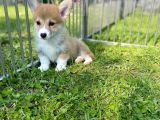 Anne Altından Pembroke Welsh Corgi Yavrular