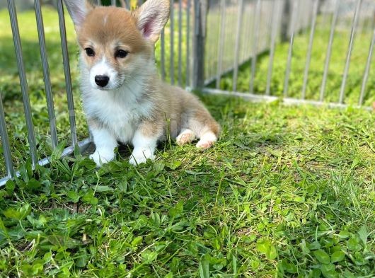 Anne Altından Pembroke Welsh Corgi Yavrular görsel
