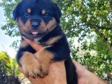 Rottweiler Yavrular