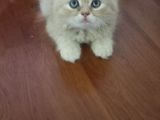 Sarı oyuncu scottish fold