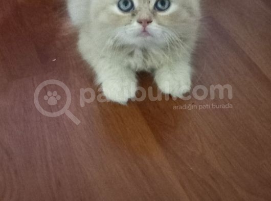 Sarı Oyuncu Scottish Fold