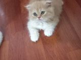 Sarı Oyuncu Scottish Fold