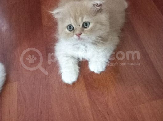 Sarı Oyuncu Scottish Fold görsel