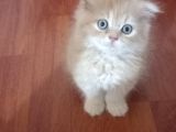 Sarı Oyuncu Scottish Fold