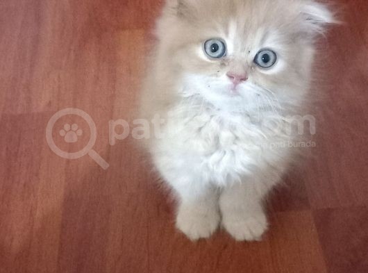 Sarı Oyuncu Scottish Fold görsel