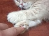 Sarı Oyuncu Scottish Fold