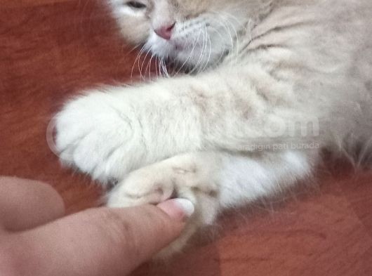 Sarı Oyuncu Scottish Fold görsel