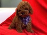 Red Brown Poodle Yavrularımız Dişi Ve Erkek
