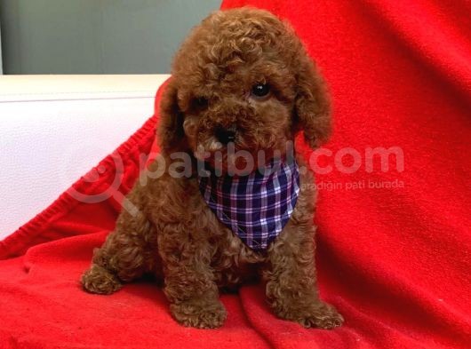 Red Brown Poodle Yavrularımız Dişi Ve Erkek