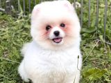 4 Aylık Pomeranian Boo