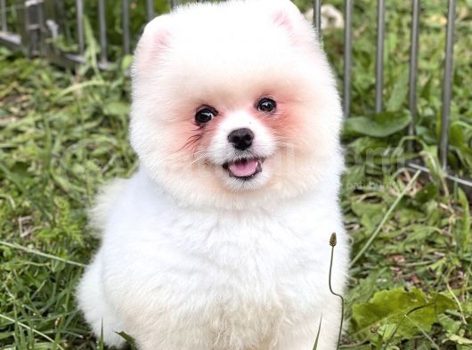 4 Aylık Pomeranian Boo görsel