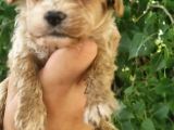 Cavapoo Yavrular