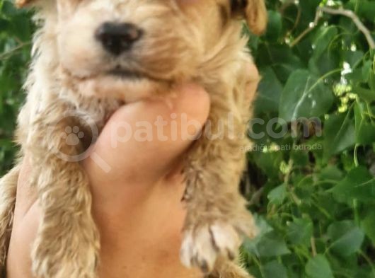 Cavapoo Yavrular görsel