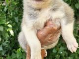 Dişi Husky Yavrularımız