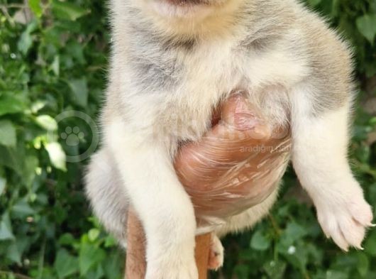 Dişi Husky Yavrularımız görsel