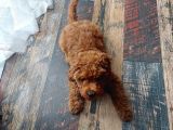 4 Aylık Safkan Toy Poodle