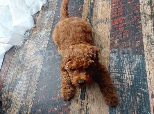 4 Aylık Safkan Toy Poodle görsel