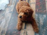 4 Aylık Safkan Toy Poodle