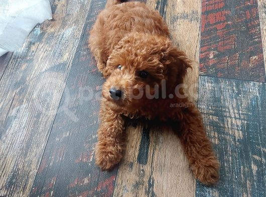 4 Aylık Safkan Toy Poodle görsel