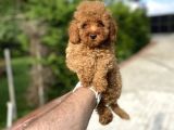 Red Di̇şi̇ Toy Poodle Bebekler A Kali̇te