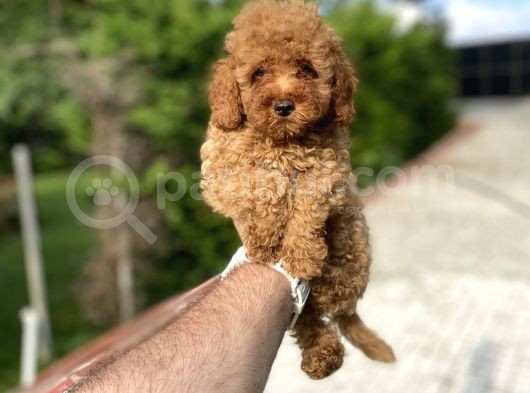 Red Di̇şi̇ Toy Poodle Bebekler A Kali̇te görsel