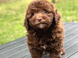 Çi̇kolata Toy Poodle Yavrular