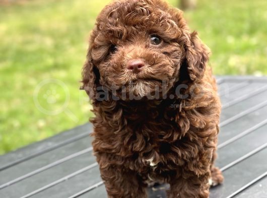 Çi̇kolata Toy Poodle Yavrular görsel