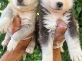 Dişi Husky Yavrularımız