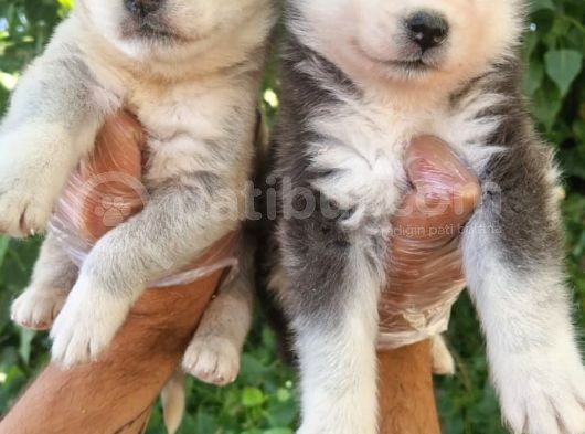 Dişi Husky Yavrularımız görsel