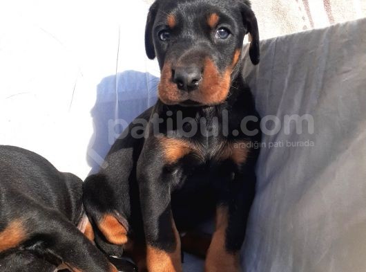 Erkek Doberman Yavru görsel