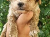 Cavapoo Yavrular