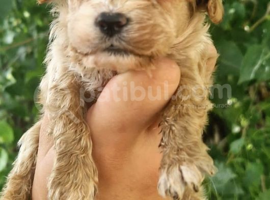Cavapoo Yavrular görsel