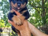 Rottweiler Yavrular
