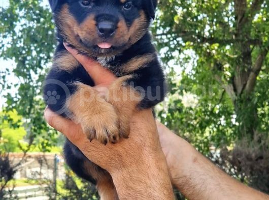 Rottweiler Yavrular görsel
