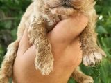 Cavapoo Yavrular