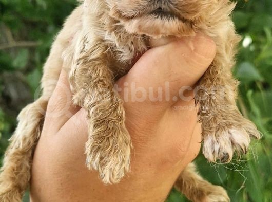 Cavapoo Yavrular görsel