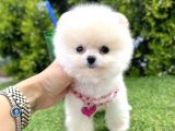 A Kalite Pomerian Yavrularımız Dişi Ve Erkek