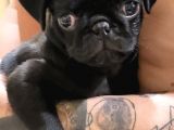 Aşılı Karneli Erkek Gül Kuyruk pug