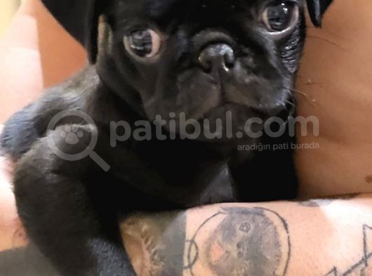 Aşılı Karneli Erkek Gül Kuyruk Pug