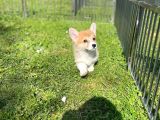 Anne Altından Pembroke Welsh Corgi Yavrular