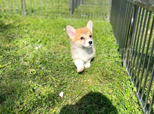 Anne Altından Pembroke Welsh Corgi Yavrular görsel