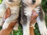 Dişi Husky Yavrularımız