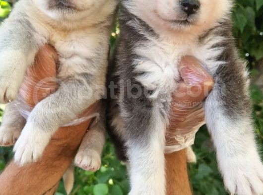 Dişi Husky Yavrularımız görsel