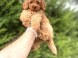 Red Di̇şi̇ Toy Poodle Bebekler A Kali̇te