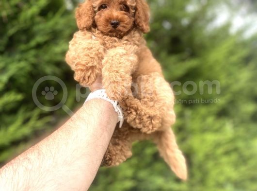 Red Di̇şi̇ Toy Poodle Bebekler A Kali̇te görsel