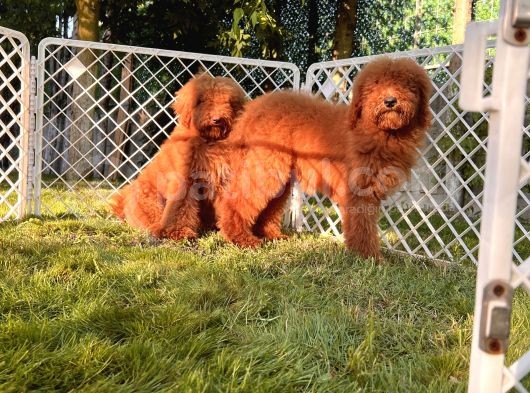 Standart Poodle Yavrular görsel