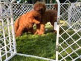 Standart Poodle Yavrular
