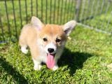 Anne Altından Pembroke Welsh Corgi Yavrular