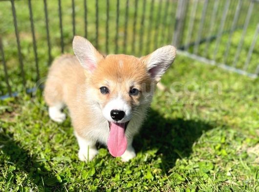 Anne Altından Pembroke Welsh Corgi Yavrular görsel